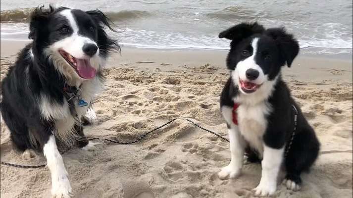 Dogorama-Monats-Challenge-Mai "Wasser"-Beitrag-Bild