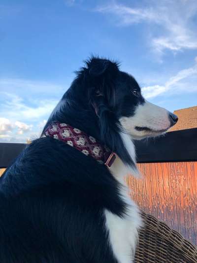 Halsband-Beitrag-Bild