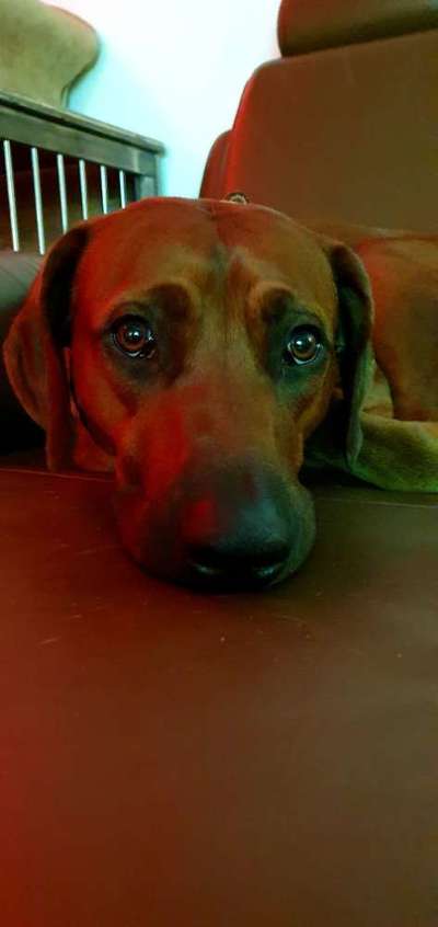 Rhodesian Ridgeback-Beitrag-Bild