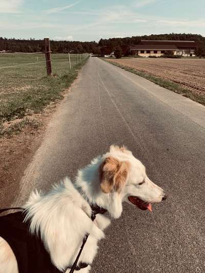 Hundetreffen-Spaziergang - Social Walk - Spielen-Bild