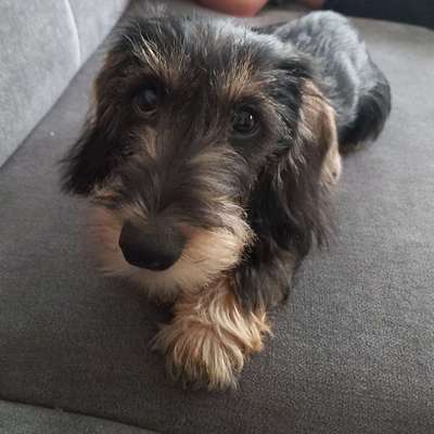 Hundetreffen-Junghundetraining-Bild