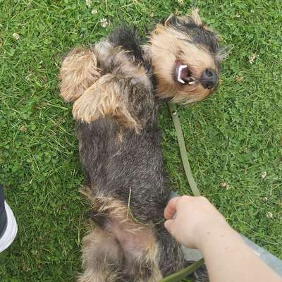 Hundetreffen-Junghundetraining-Bild