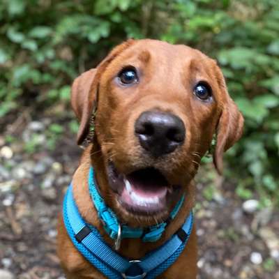 Hundetreffen-Hundebegegnungen-Bild