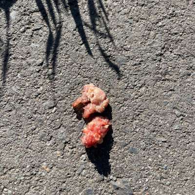 Giftköder-Vermutete Giftköder-Bild