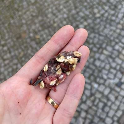 Giftköder-Vermutete Giftköder-Bild