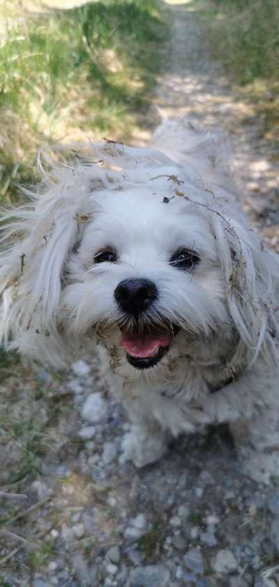 Hundetreffen-Gassi am Rhein-Bild