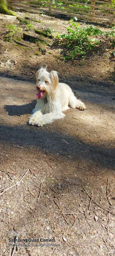 Hundetreffen-Treffen in remscheid-Bild