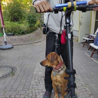 Entscheidung für euren Hund-Beitrag-Bild