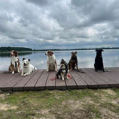 Hundetreffen-Social Walk Gruppe (Umkreis Cuxhaven)-Bild
