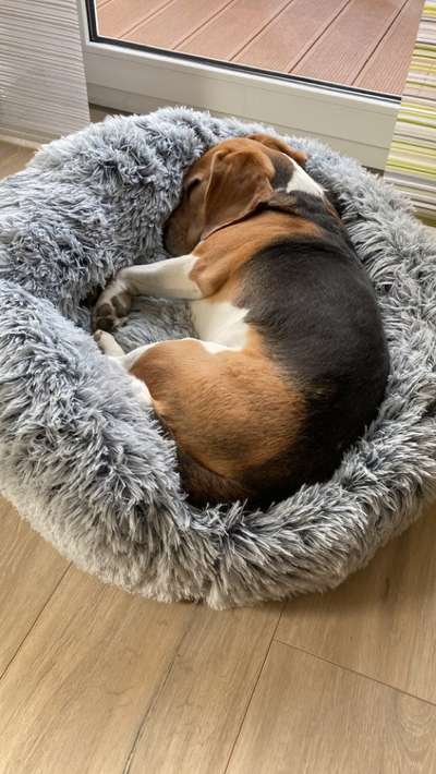 Welche Hunderasse-Beitrag-Bild