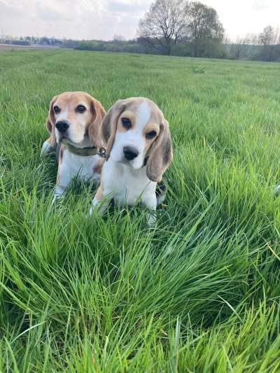 Welche Hunderasse-Beitrag-Bild