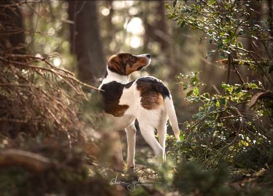 Foto's und Hundemodels-Beitrag-Bild