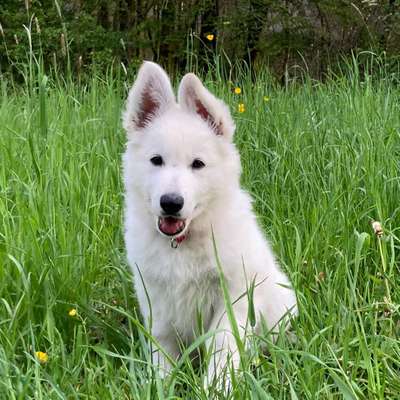 Hundetreffen-Welpenspielen in Niehl-Bild