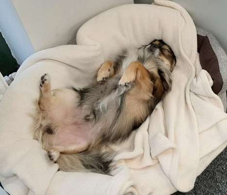 Die Dogorama Wochen Challenge-Beitrag-Bild