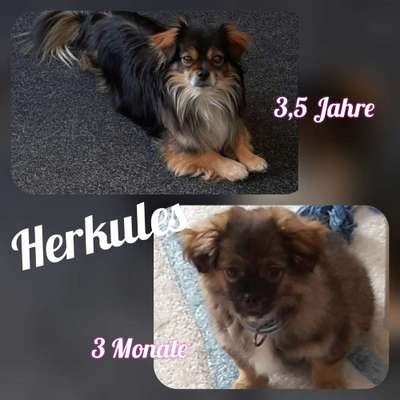 Welpen Bilder !-Beitrag-Bild