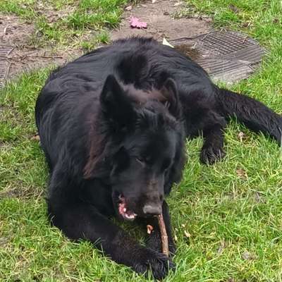 Hundetreffen-Hundewiese im Hallo Park