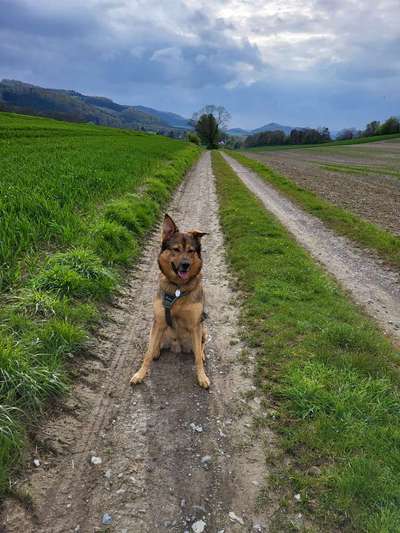 Hundetreffen-Gemeinsame spaziergänge oder gemeinsam spielen-Bild