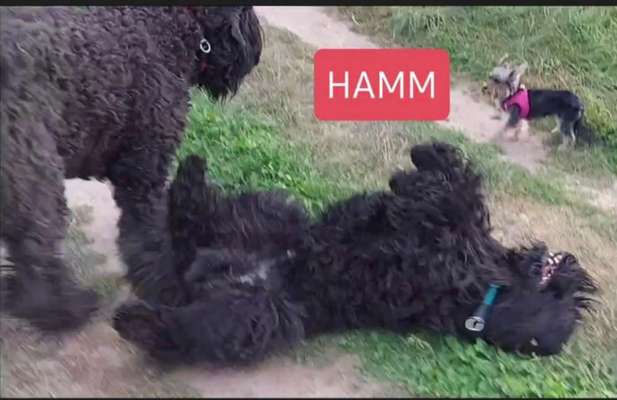 Sozialisation von großen und kleinen Hunden-Beitrag-Bild