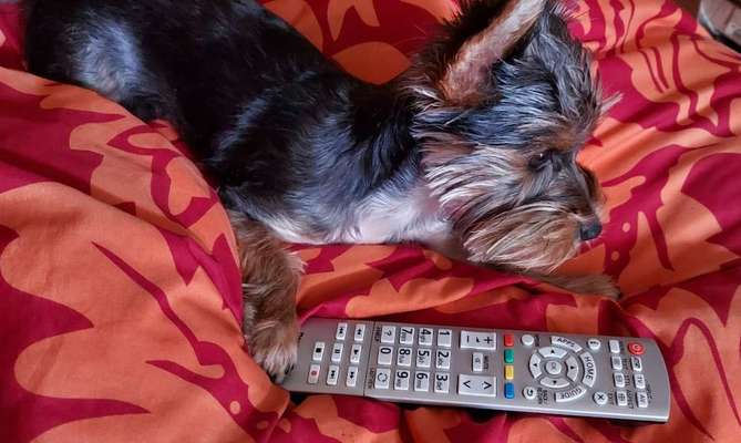 Zeig mir, dass du mit einem hund zusammenlebst....-Beitrag-Bild