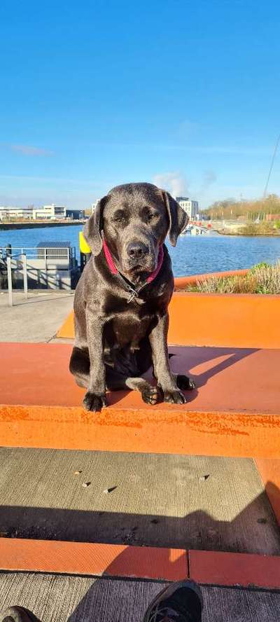 Labradorfans-Beitrag-Bild