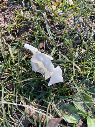 Weißes stinkendes Pulver-Giftköder?-Beitrag-Bild