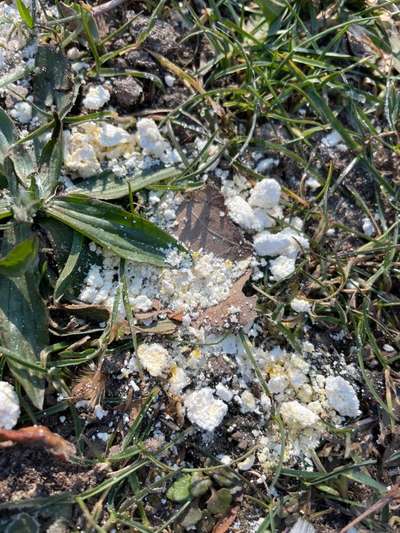 Weißes stinkendes Pulver-Giftköder?-Beitrag-Bild