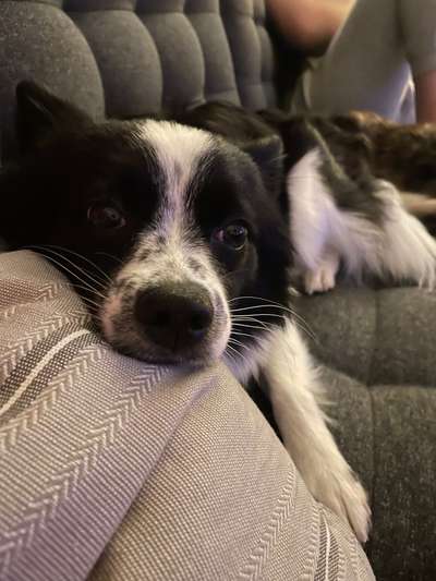 Zeigt mir die tollste Nahaufnahme von eurer Fellnase-Beitrag-Bild