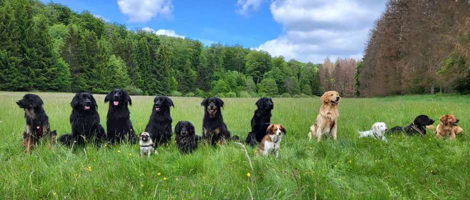 Hovawart-Beitrag-Bild