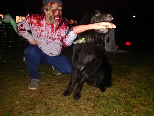 Fotochallange Nr.53 "HALLOWEEN"-Beitrag-Bild