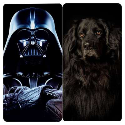 Wie heißt dein Hund?-Beitrag-Bild