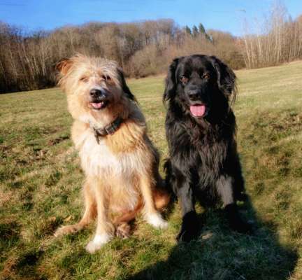 Hundenamen Rüde- Name gefunden Monti!-Beitrag-Bild