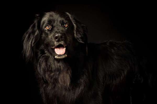 Hovawart-Beitrag-Bild