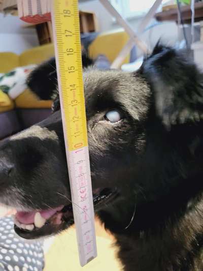 Wie sitzt mein Maulkorb / Maulkorb-Beratung-Beitrag-Bild