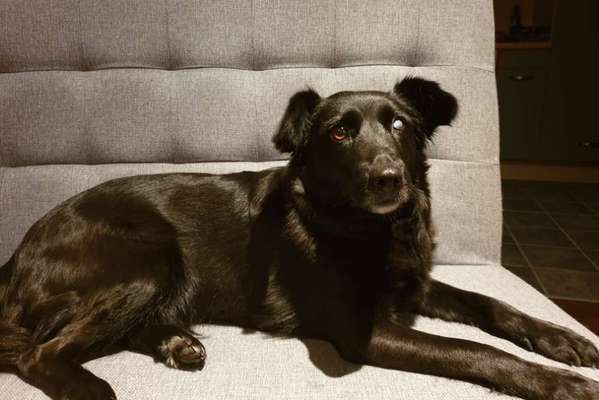 Auslandstierschutz-Beitrag-Bild