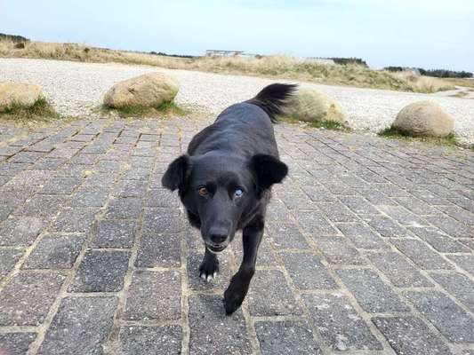 TierschutzhundeStammtisch🐕-Beitrag-Bild