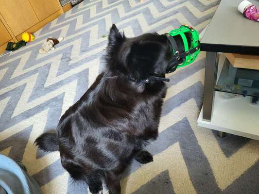 Wie sitzt mein Maulkorb / Maulkorb-Beratung-Beitrag-Bild