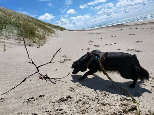 TierschutzhundeStammtisch🐕-Beitrag-Bild
