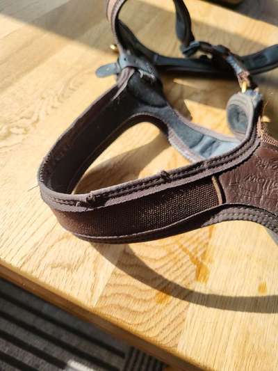 TierschutzhundeStammtisch🐕-Beitrag-Bild