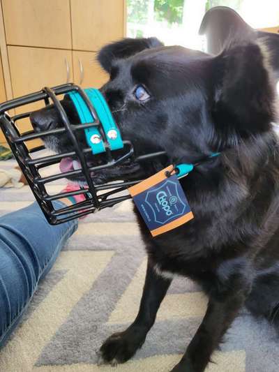 Wie sitzt mein Maulkorb / Maulkorb-Beratung-Beitrag-Bild