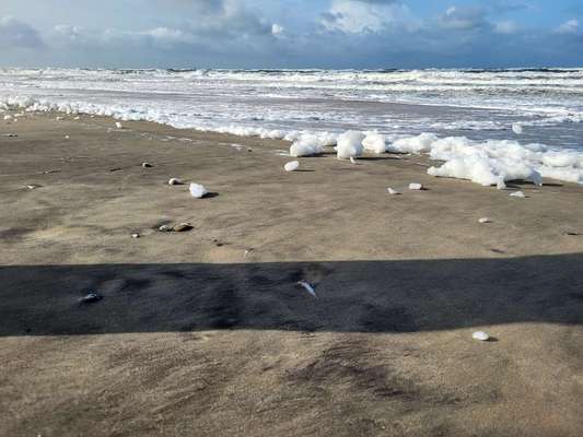 TierschutzhundeStammtisch🐕-Beitrag-Bild