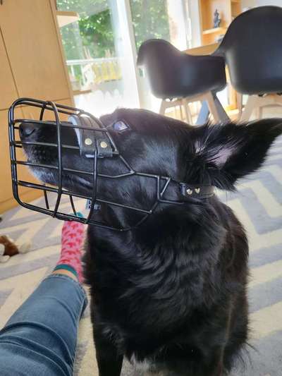 Wie sitzt mein Maulkorb / Maulkorb-Beratung-Beitrag-Bild