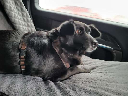 TierschutzhundeStammtisch🐕-Beitrag-Bild