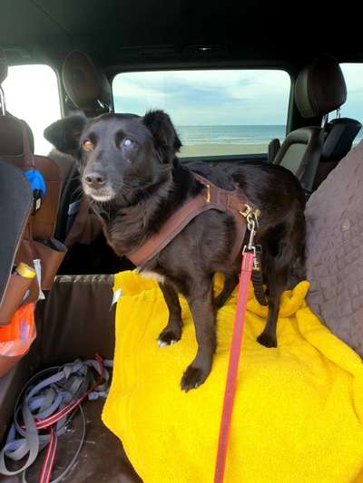 TierschutzhundeStammtisch🐕-Beitrag-Bild