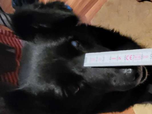 Wie sitzt mein Maulkorb / Maulkorb-Beratung-Beitrag-Bild