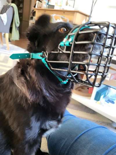 Wie sitzt mein Maulkorb / Maulkorb-Beratung-Beitrag-Bild