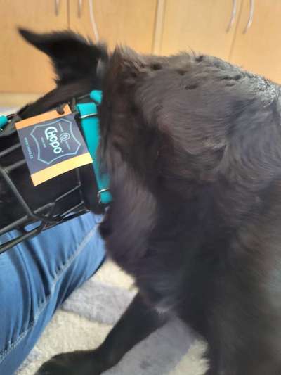 Wie sitzt mein Maulkorb / Maulkorb-Beratung-Beitrag-Bild