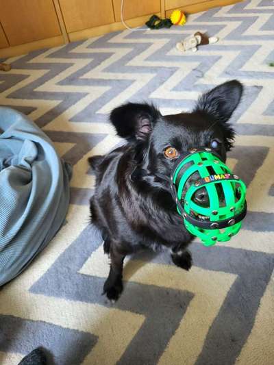 Wie sitzt mein Maulkorb / Maulkorb-Beratung-Beitrag-Bild