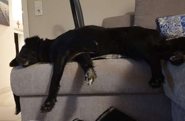 TierschutzhundeStammtisch🐕-Beitrag-Bild