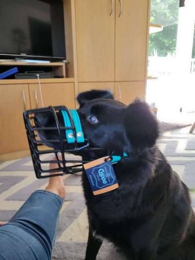 Wie sitzt mein Maulkorb / Maulkorb-Beratung-Beitrag-Bild