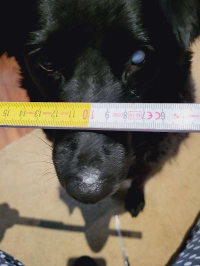 Wie sitzt mein Maulkorb / Maulkorb-Beratung-Beitrag-Bild